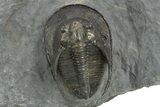 Detailed Scotoharpes Trilobite - Boudib, Morocco #310513-1